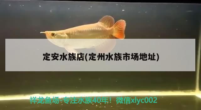 定安水族店(定州水族市場地址) 純血皇冠黑白魟魚