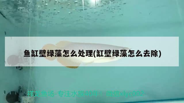 魚缸壁綠藻怎么處理(缸壁綠藻怎么去除) 黃金達(dá)摩魚