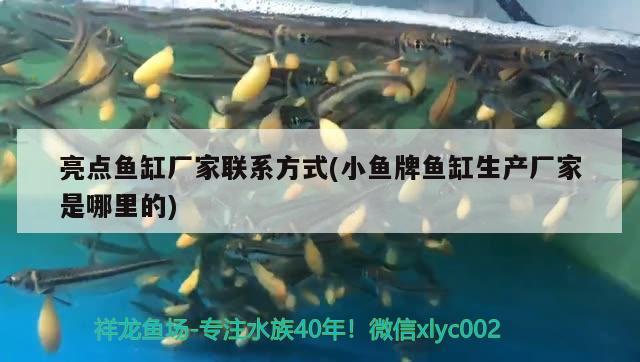 亮點(diǎn)魚缸廠家聯(lián)系方式(小魚牌魚缸生產(chǎn)廠家是哪里的) 白子關(guān)刀魚