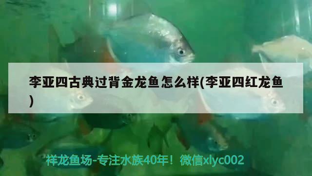 李亞四古典過背金龍魚怎么樣(李亞四紅龍魚)