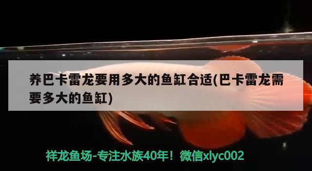 養(yǎng)巴卡雷龍要用多大的魚缸合適(巴卡雷龍需要多大的魚缸)