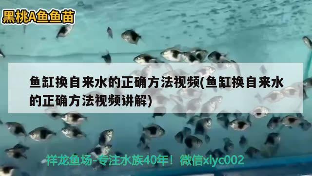 魚缸換自來水的正確方法視頻(魚缸換自來水的正確方法視頻講解) 一眉道人魚苗