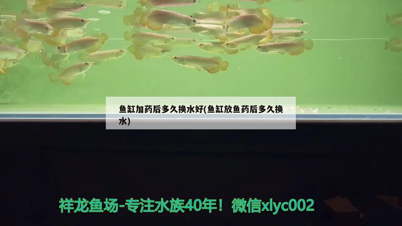 魚缸加藥后多久換水好(魚缸放魚藥后多久換水)