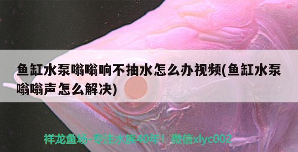 魚缸水泵嗡嗡響不抽水怎么辦視頻(魚缸水泵嗡嗡聲怎么解決) 魚缸水泵