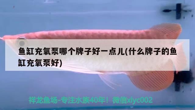 魚缸充氧泵哪個(gè)牌子好一點(diǎn)兒(什么牌子的魚缸充氧泵好)