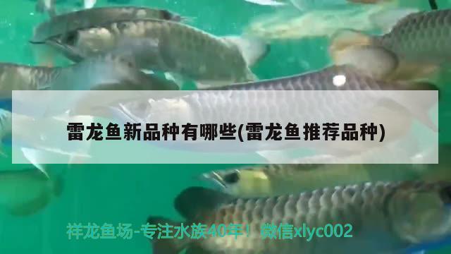 雷龍魚新品種有哪些(雷龍魚推薦品種)