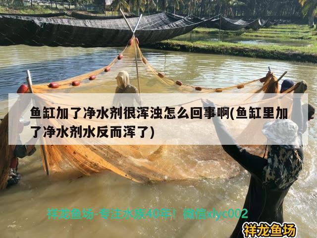 魚缸加了凈水劑很渾濁怎么回事啊(魚缸里加了凈水劑水反而渾了)