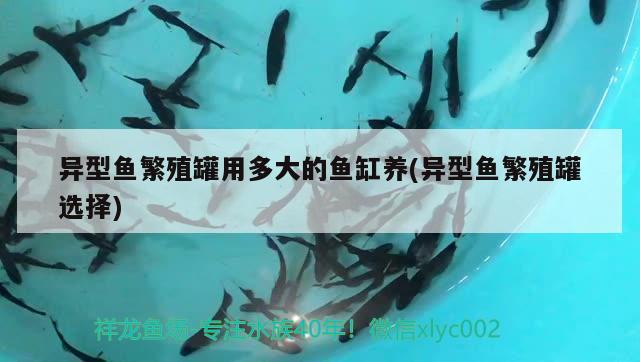 異型魚(yú)繁殖罐用多大的魚(yú)缸養(yǎng)(異型魚(yú)繁殖罐選擇) 黃金眼鏡蛇雷龍魚(yú)