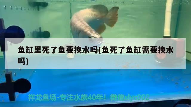 魚缸里死了魚要換水嗎(魚死了魚缸需要換水嗎)