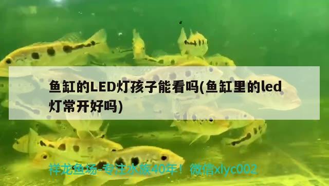 魚缸的LED燈孩子能看嗎(魚缸里的led燈常開好嗎)