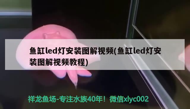 魚缸led燈安裝圖解視頻(魚缸led燈安裝圖解視頻教程)