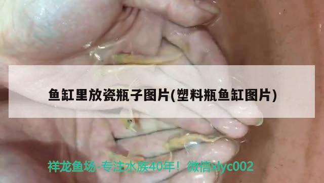 魚缸里放瓷瓶子圖片(塑料瓶魚缸圖片) 紅龍專用魚糧飼料