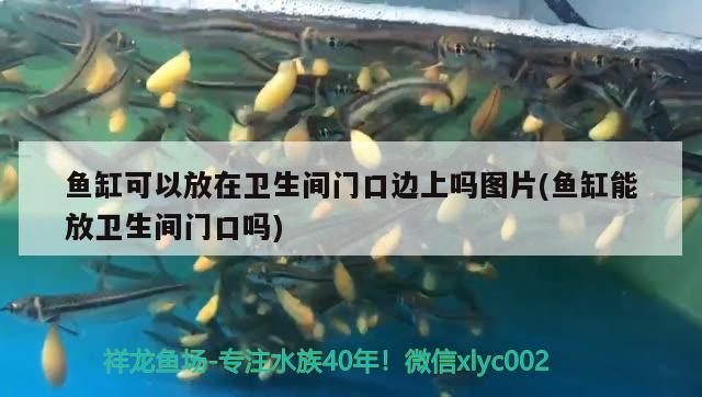 魚(yú)缸可以放在衛(wèi)生間門(mén)口邊上嗎圖片(魚(yú)缸能放衛(wèi)生間門(mén)口嗎) 泰國(guó)虎魚(yú)