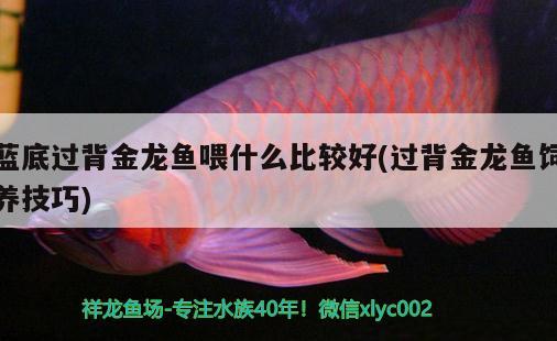 藍(lán)底過(guò)背金龍魚(yú)喂什么比較好(過(guò)背金龍魚(yú)飼養(yǎng)技巧) 過(guò)背金龍魚(yú)