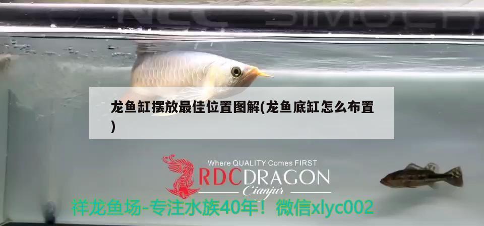 龍魚缸擺放最佳位置圖解(龍魚底缸怎么布置)