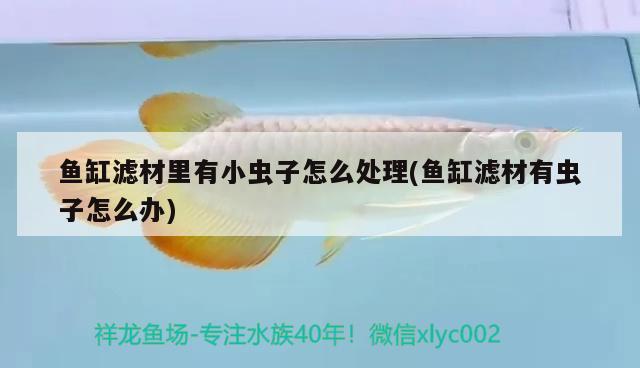 魚缸濾材里有小蟲子怎么處理(魚缸濾材有蟲子怎么辦)