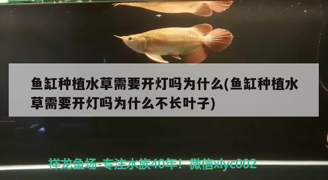 魚(yú)缸種植水草需要開(kāi)燈嗎為什么(魚(yú)缸種植水草需要開(kāi)燈嗎為什么不長(zhǎng)葉子)