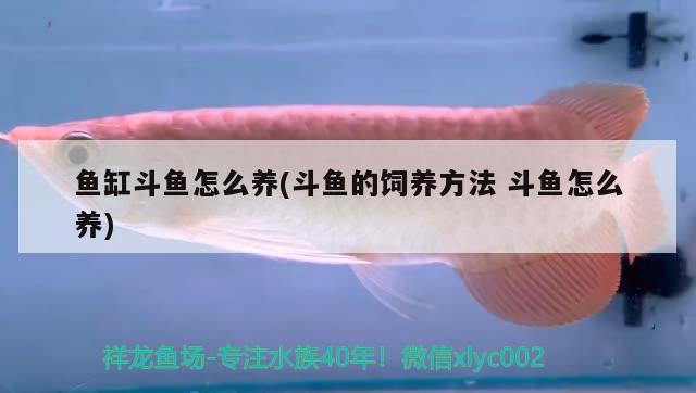 魚缸斗魚怎么養(yǎng)(斗魚的飼養(yǎng)方法斗魚怎么養(yǎng)) 充氧泵