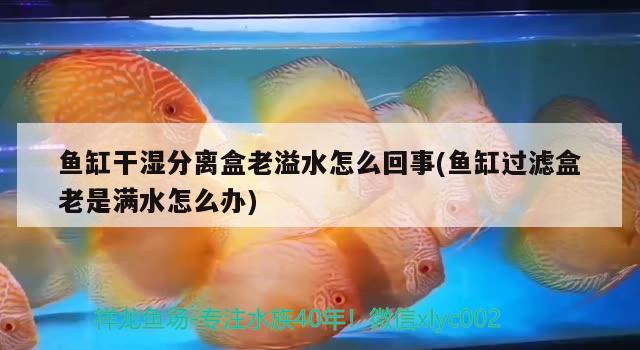 魚(yú)缸干濕分離盒老溢水怎么回事(魚(yú)缸過(guò)濾盒老是滿(mǎn)水怎么辦) 黑云魚(yú)