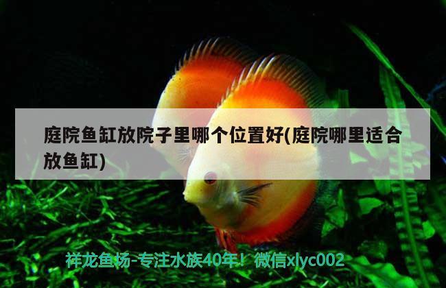 庭院魚(yú)缸放院子里哪個(gè)位置好(庭院哪里適合放魚(yú)缸) 白子紅龍魚(yú)