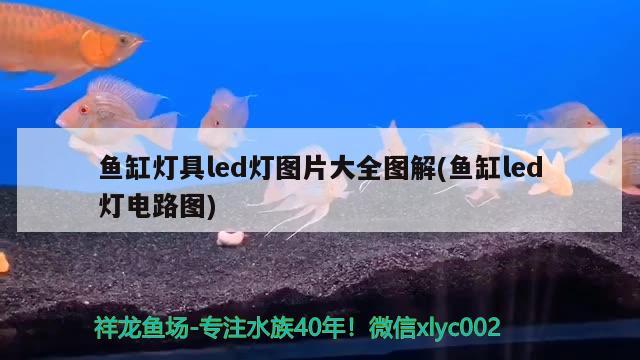 魚缸燈具led燈圖片大全圖解(魚缸led燈電路圖) 財(cái)神鸚鵡魚