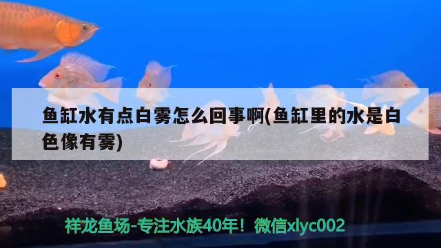 魚缸水有點白霧怎么回事啊(魚缸里的水是白色像有霧)