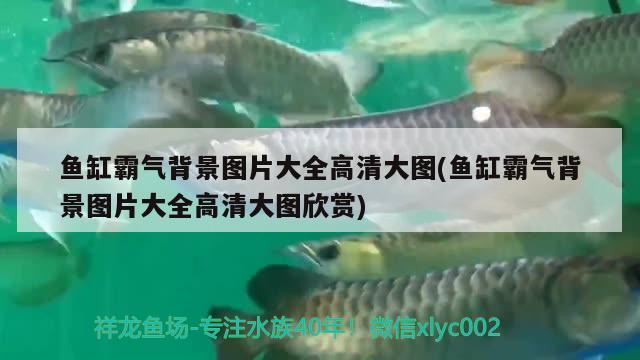 魚(yú)缸霸氣背景圖片大全高清大圖(魚(yú)缸霸氣背景圖片大全高清大圖欣賞) 國(guó)產(chǎn)元寶鳳凰魚(yú)