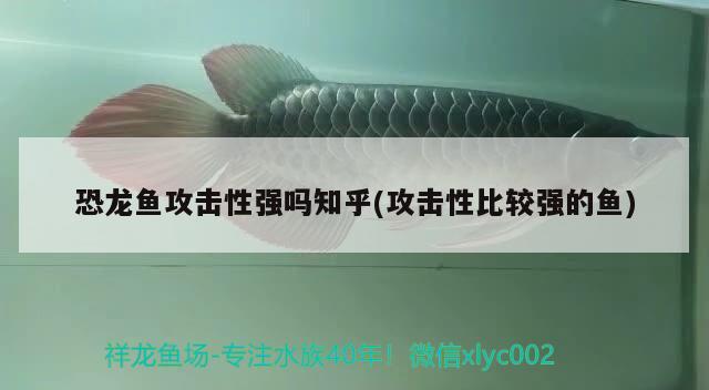 恐龍魚攻擊性強嗎知乎(攻擊性比較強的魚) 青龍魚