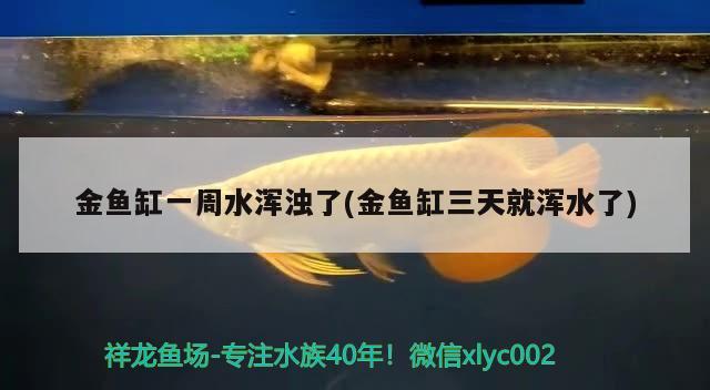 金魚缸一周水渾濁了(金魚缸三天就渾水了) 高背金龍魚