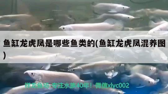 魚(yú)缸龍虎鳳是哪些魚(yú)類的(魚(yú)缸龍虎鳳混養(yǎng)圖) 稀有金龍魚(yú)