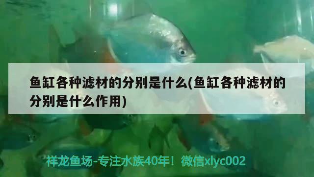 魚缸各種濾材的分別是什么(魚缸各種濾材的分別是什么作用)