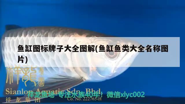 魚缸圖標(biāo)牌子大全圖解(魚缸魚類大全名稱圖片)