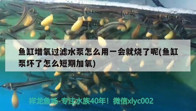 魚缸增氧過濾水泵怎么用一會(huì)就燒了呢(魚缸泵壞了怎么短期加氧) 黃金斑馬魚