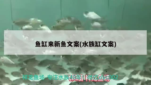 魚缸來新魚文案(水族缸文案) 福魟魟魚