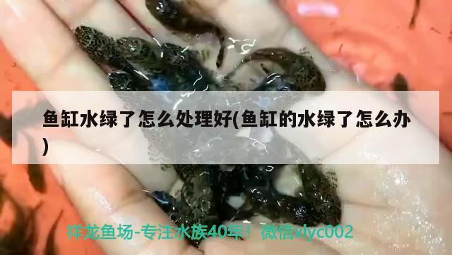 魚缸水綠了怎么處理好(魚缸的水綠了怎么辦) 肺魚