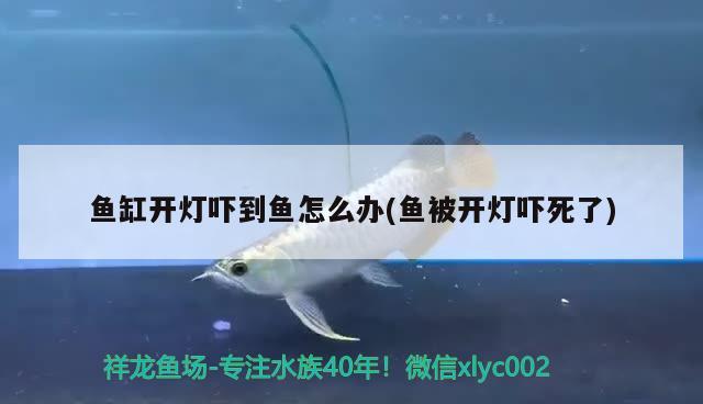 魚缸開燈嚇到魚怎么辦(魚被開燈嚇?biāo)懒? 金頭過背金龍魚