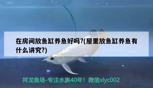 在房間放魚缸養(yǎng)魚好嗎?(屋里放魚缸養(yǎng)魚有什么講究?) 羅漢魚