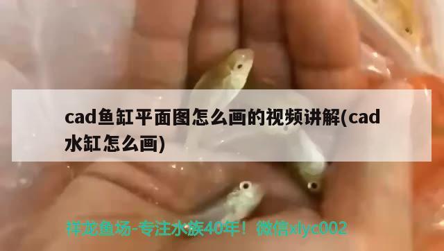 cad魚(yú)缸平面圖怎么畫的視頻講解(cad水缸怎么畫) 紅尾平克魚(yú)