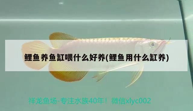 鯉魚養(yǎng)魚缸喂什么好養(yǎng)(鯉魚用什么缸養(yǎng)) 過濾設(shè)備