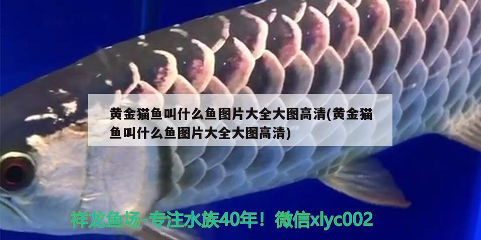 黃金貓魚叫什么魚圖片大全大圖高清(黃金貓魚叫什么魚圖片大全大圖高清)