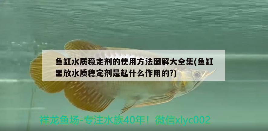 魚缸水質(zhì)穩(wěn)定劑的使用方法圖解大全集(魚缸里放水質(zhì)穩(wěn)定劑是起什么作用的?) 觀賞魚市場