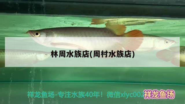 林周水族店(周村水族店) 白子銀龍苗（黃化銀龍苗）