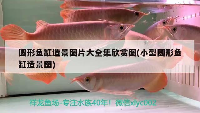 圓形魚(yú)缸造景圖片大全集欣賞圖(小型圓形魚(yú)缸造景圖) 祥龍龍魚(yú)專(zhuān)用水族燈