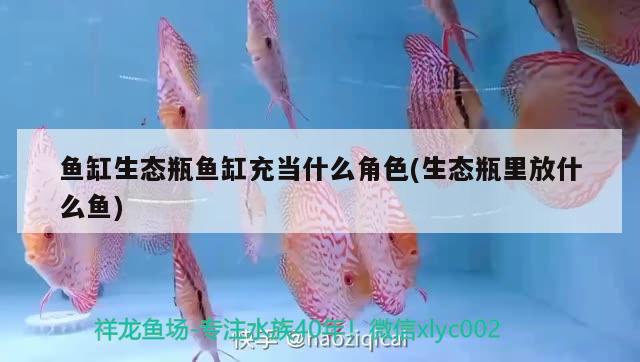 魚(yú)缸生態(tài)瓶魚(yú)缸充當(dāng)什么角色(生態(tài)瓶里放什么魚(yú)) 白子球鯊魚(yú)