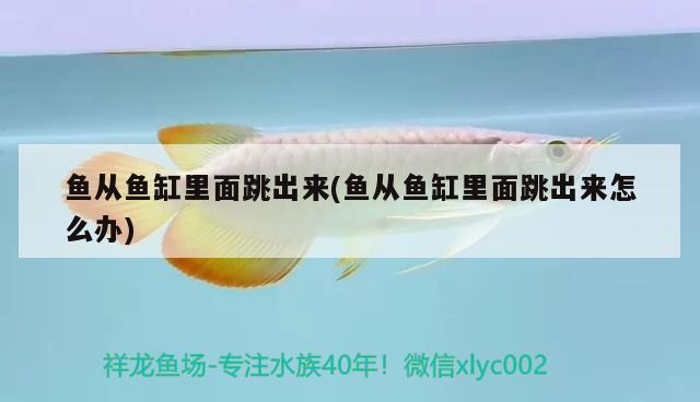 魚(yú)從魚(yú)缸里面跳出來(lái)(魚(yú)從魚(yú)缸里面跳出來(lái)怎么辦) 斑馬鴨嘴魚(yú)