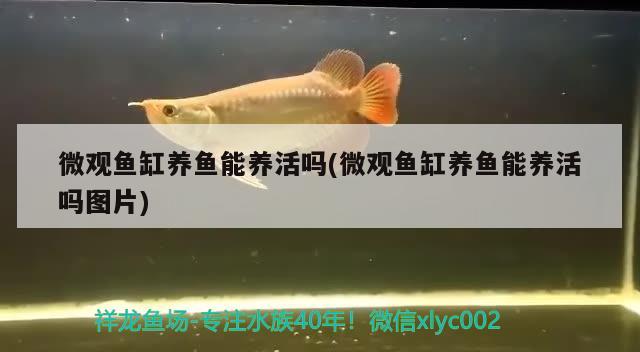 微觀魚缸養(yǎng)魚能養(yǎng)活嗎(微觀魚缸養(yǎng)魚能養(yǎng)活嗎圖片)