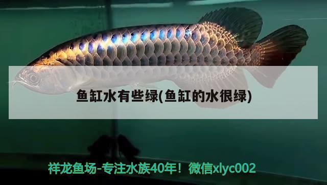 魚缸水有些綠(魚缸的水很綠) 水族雜談 第2張