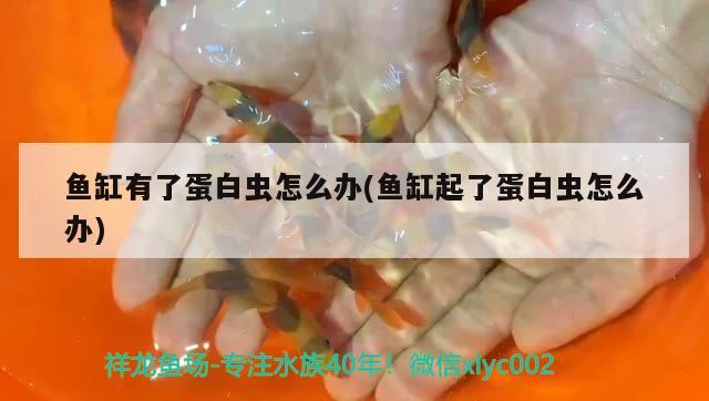 魚缸有了蛋白蟲怎么辦(魚缸起了蛋白蟲怎么辦)