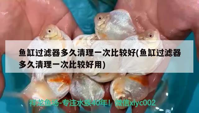 魚缸過濾器多久清理一次比較好(魚缸過濾器多久清理一次比較好用)