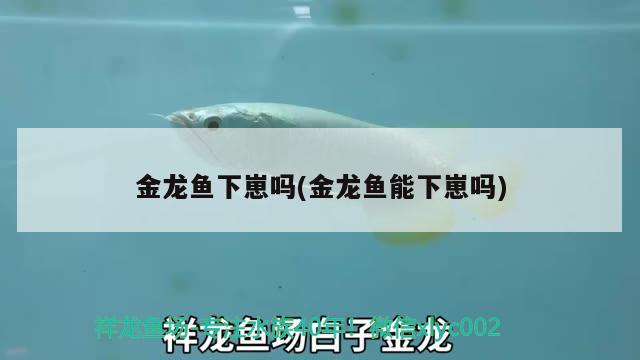 金龍魚下崽嗎(金龍魚能下崽嗎) 泰龐海鰱魚